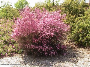 Leptospermum scoparium 'Pink Princess' - blooming